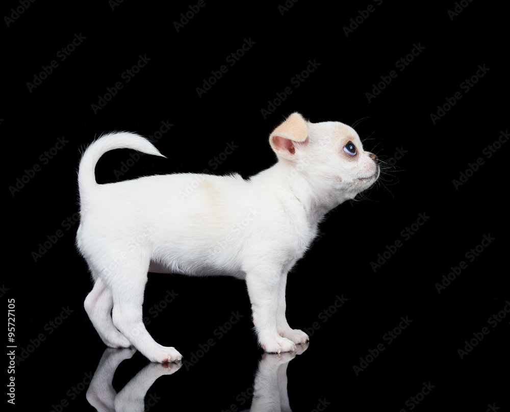 White puppy of Chihuahua