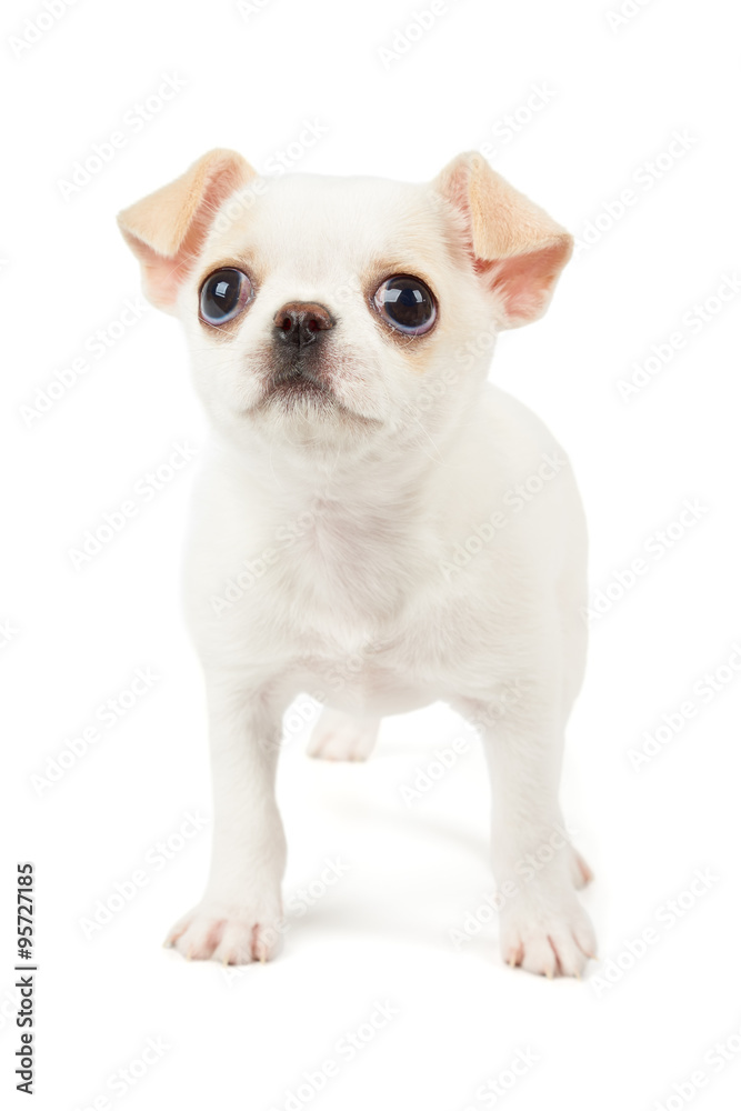 White puppy of Chihuahua