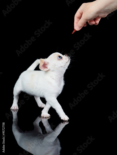 Fototapeta Naklejka Na Ścianę i Meble -  White puppy wants to eat