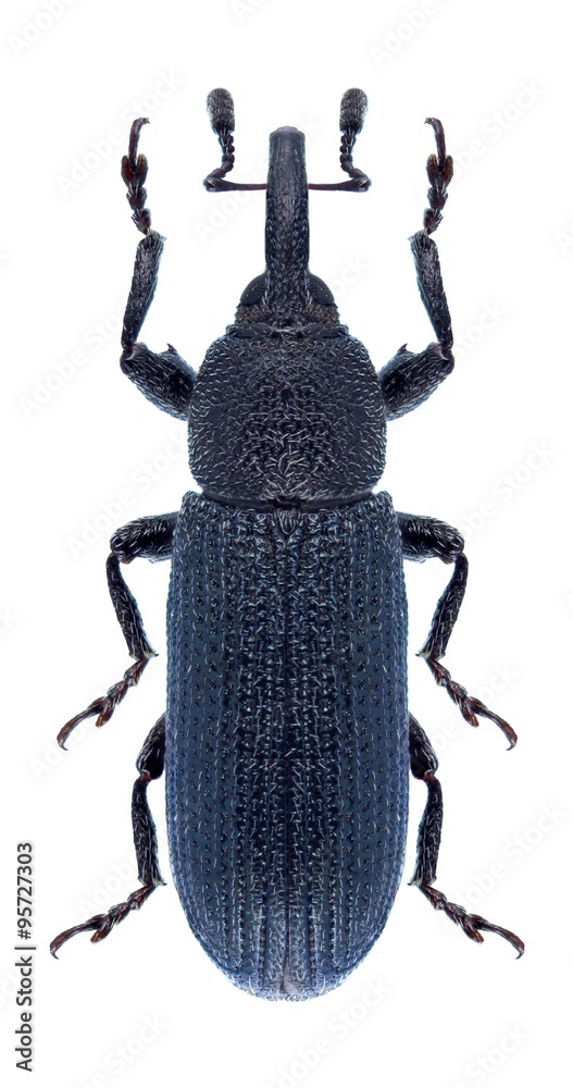 Beetle Mecinus janthinus Beetle Mecinus janthinus