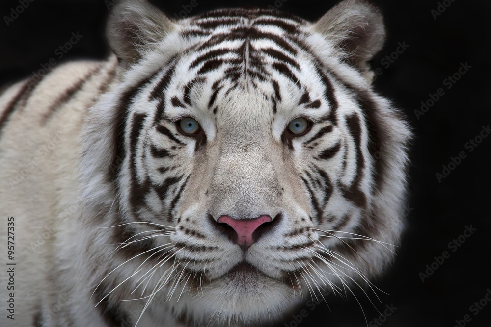 Obraz premium Zainteresowanie oczami młodego tygrysa bengalskiego.