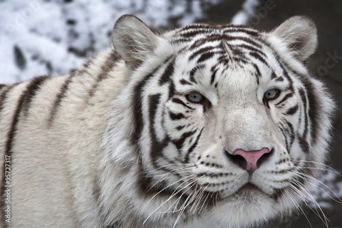 A macro portrait of a white bengal tiger on black and white background