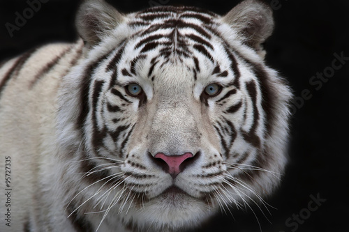 Interest in eyes of a young white bengal tiger.