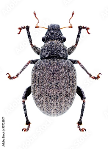 Beetle Strophosoma albosignatum