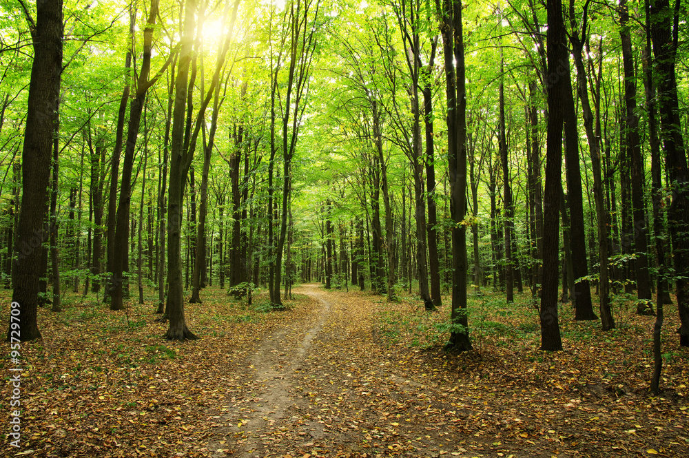 Forest with sunlight Forest with sunlight