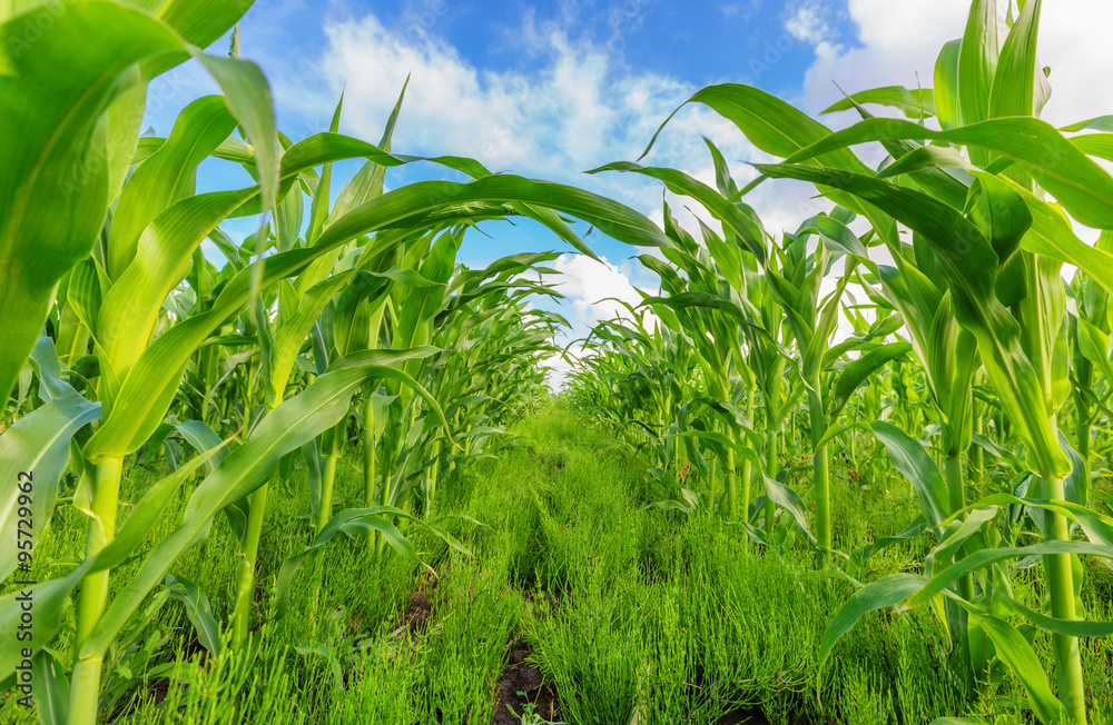 Corn field Corn field