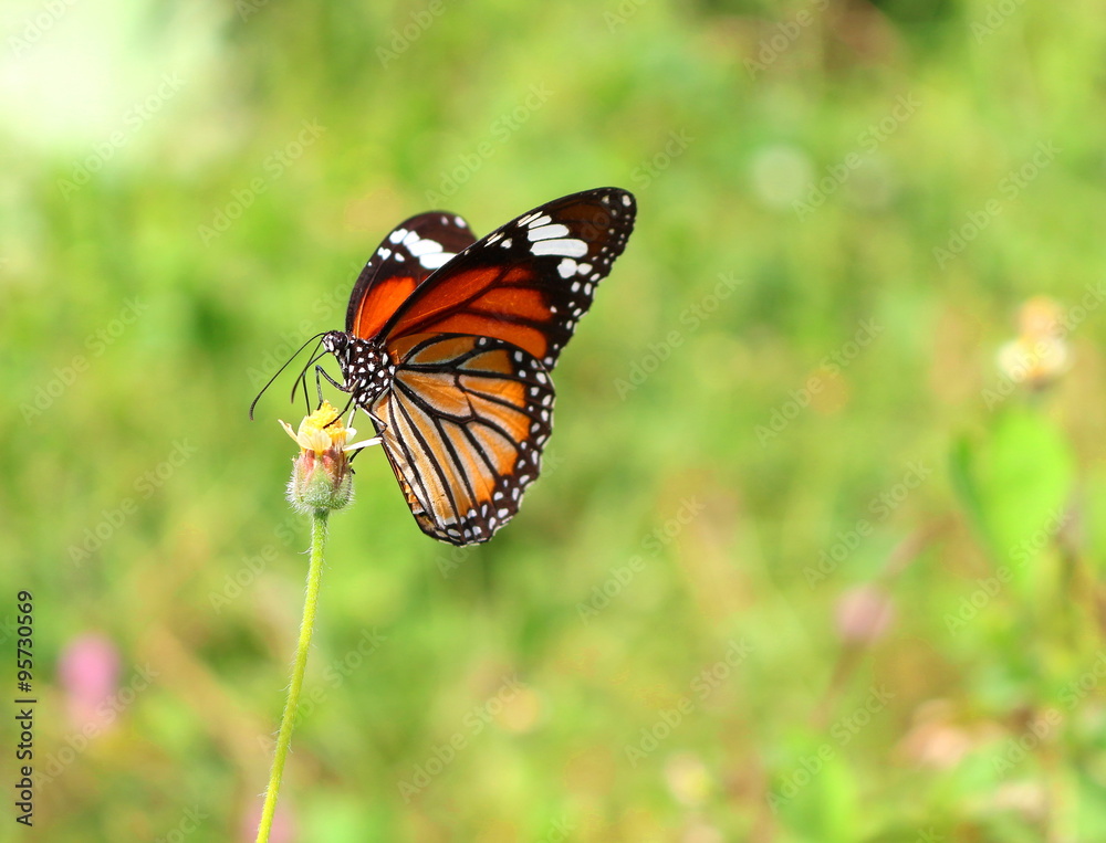 Obraz premium Butterfly and natural blur green background