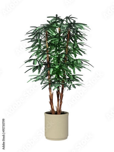 potted plant