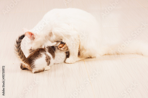 Cat feeding kittens milk, mother cat feed  kittens