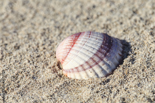 Shell at the beach