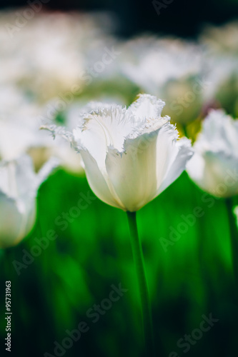 White Flowers Tulip In Spring Garden