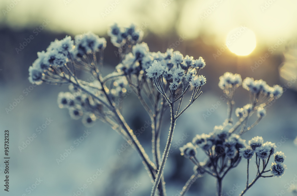 Obraz premium Frozen meadow plant