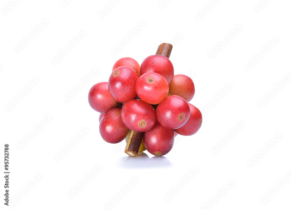 Red coffee beans on branch of coffee tree isolated on white back