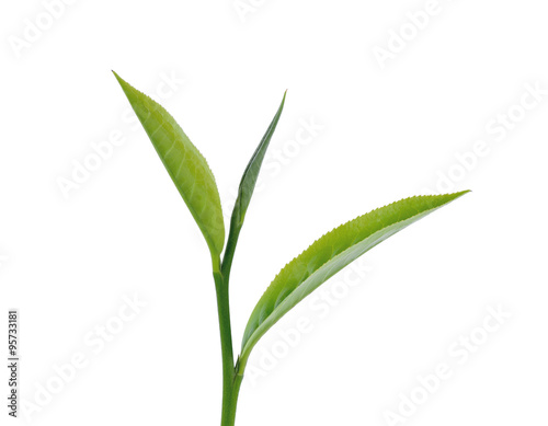 Fresh green tea leaf isolated on white background