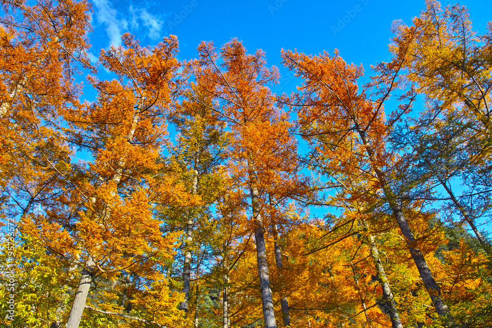 Fototapeta premium 上高地 紅葉したカラマツ林