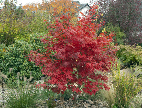 Faecherahorn, Herbst, Acer, photo