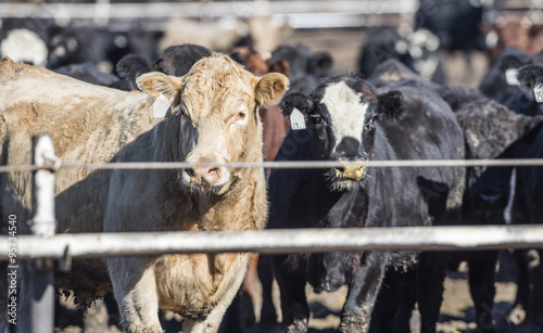 Feedlot Cows in the Muck and Mud