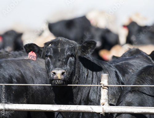 Feedlot Cows in the Muck and Mud photo