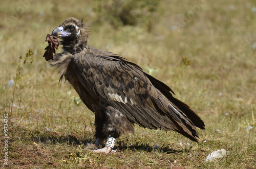 Vautour moine  Aegypius monachus