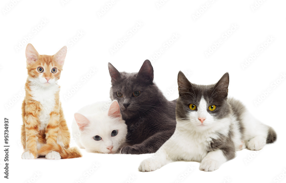 beautiful cats on a white background