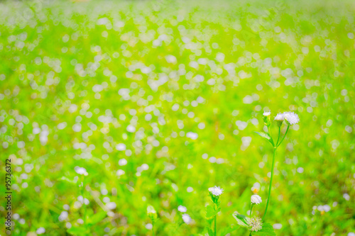 Field weed background