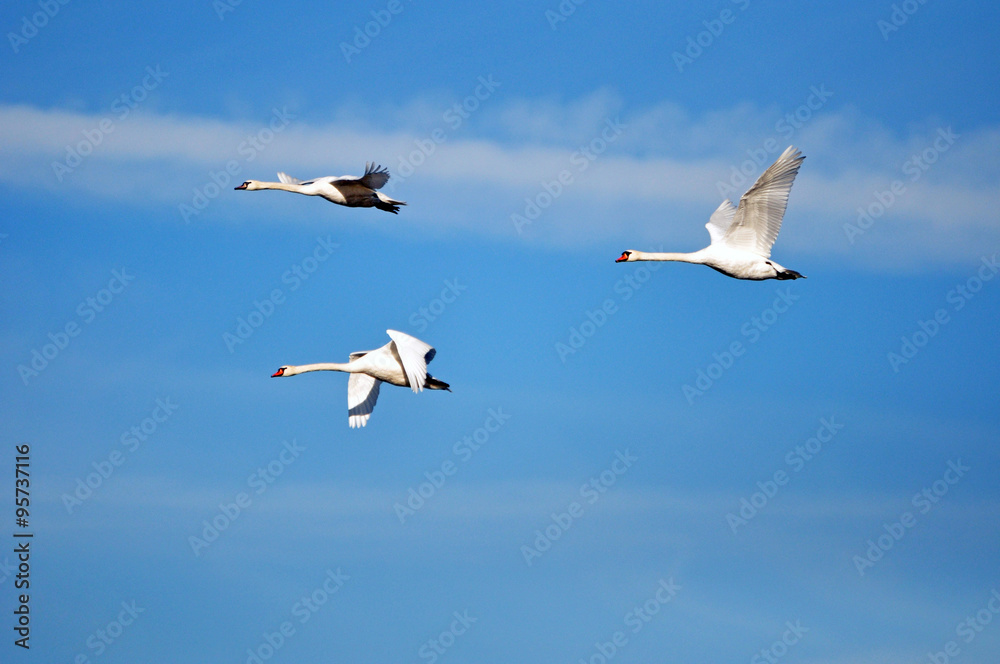 Gänse im Flug