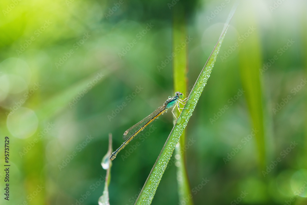Small dragonfly on green leaves grass Small dragonfly on green leaves grass