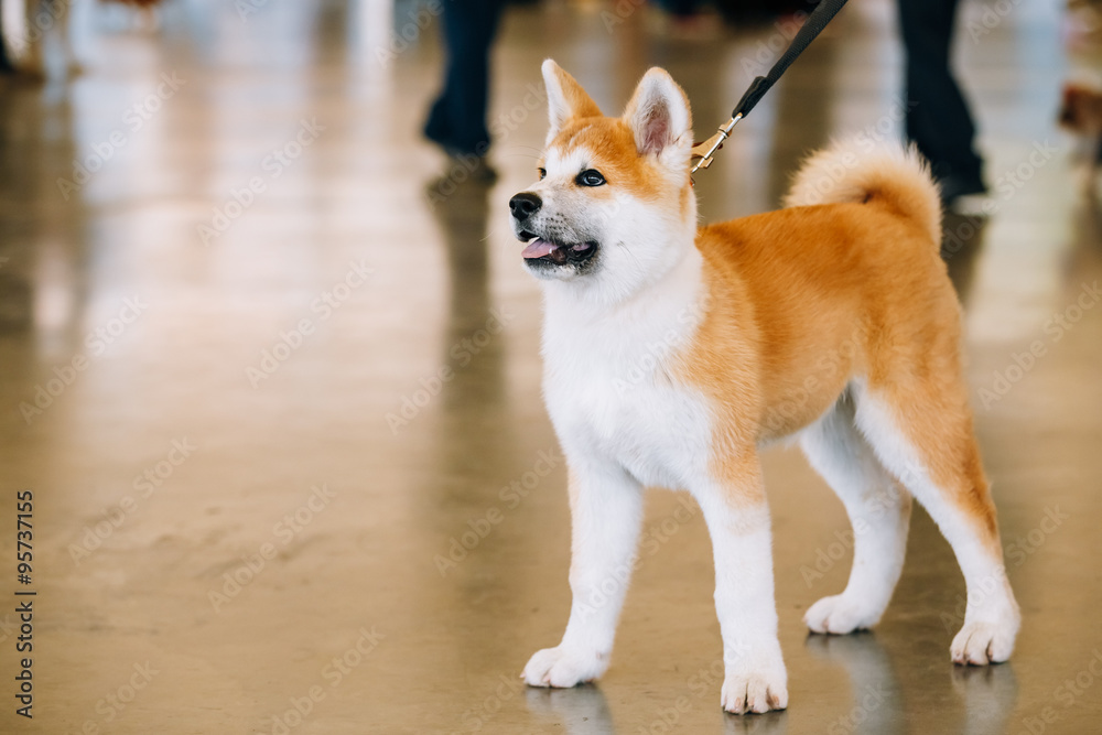 Young White And Red Akita Inu Dog, Puppy Young White And Red Akita Inu Dog, Puppy