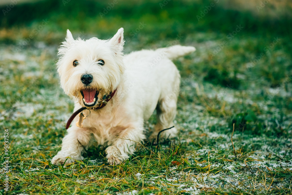 Small West Highland White Terrier - Westie, Westy Dog 