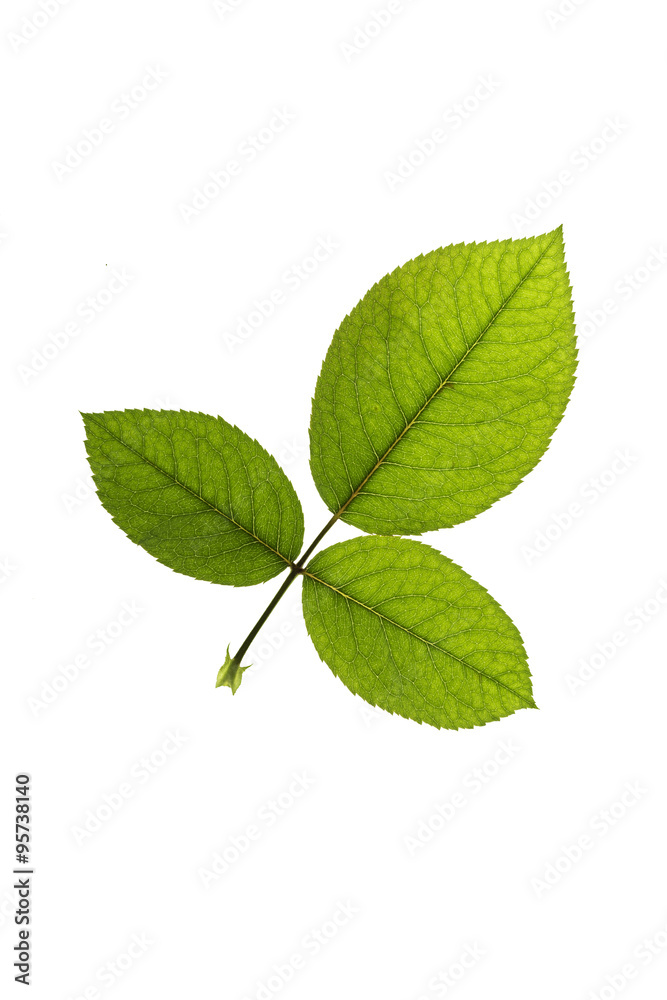 Naklejka premium Rose Leaf