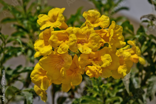 bunch of yellow flowers Tecoma closeup © tillottama