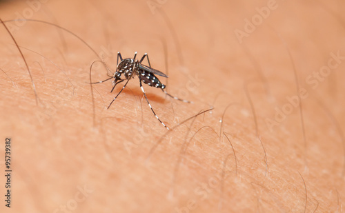 Aedes mosquito have noticeable white and black on their body and legs
