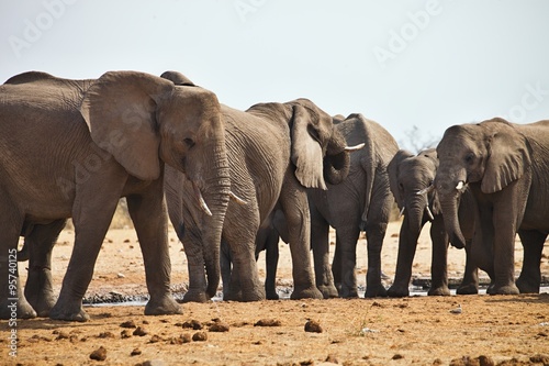 African elephants  Loxodon africana  drinking water at waterhole Etosha  Namibia