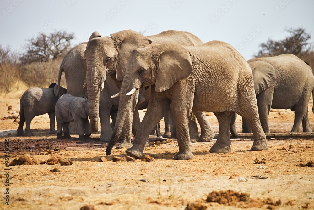 Fototapeta premium African elephants, Loxodon africana, drinking water at waterhole Etosha, Namibia