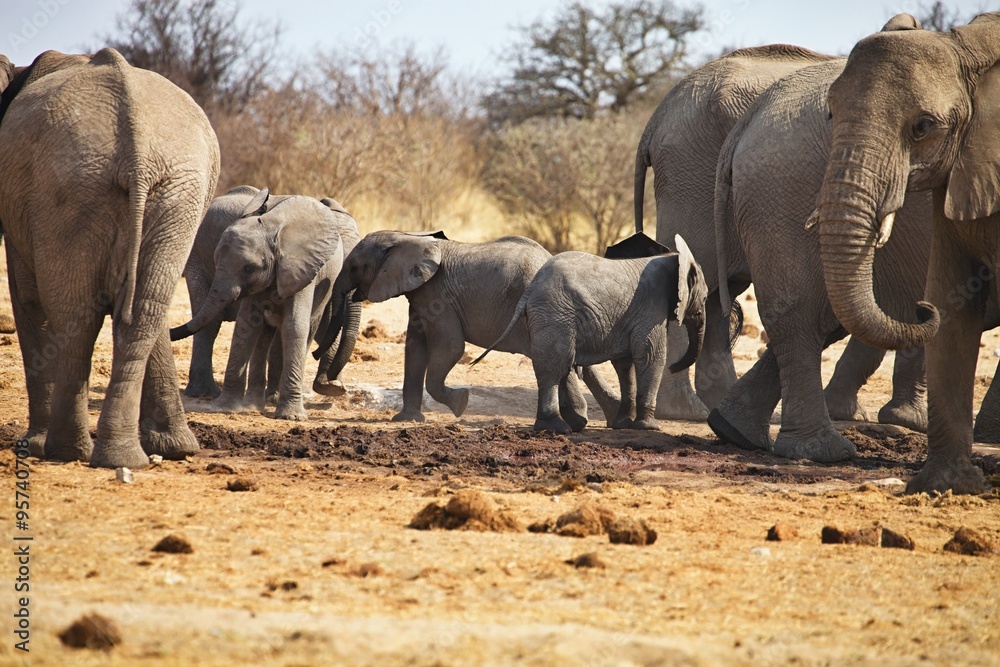 Fototapeta premium African elephants, Loxodon africana, drinking water at waterhole Etosha, Namibia