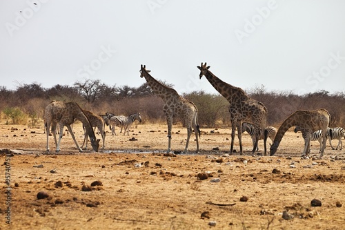 Damara zebras and giraffes at the waterhole  Etosha  Namibia