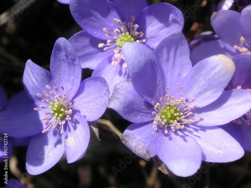 Violet Amenone hepatica in blossom