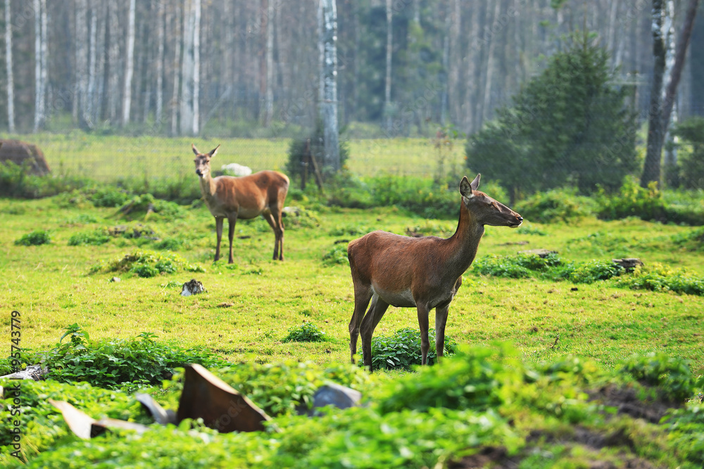 roe-deer in field