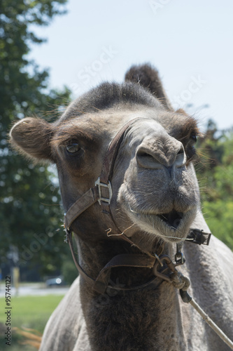 camel head