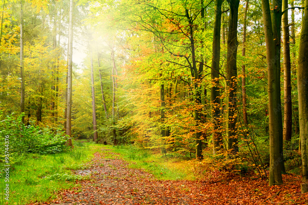 Wald im Herbstkleid
