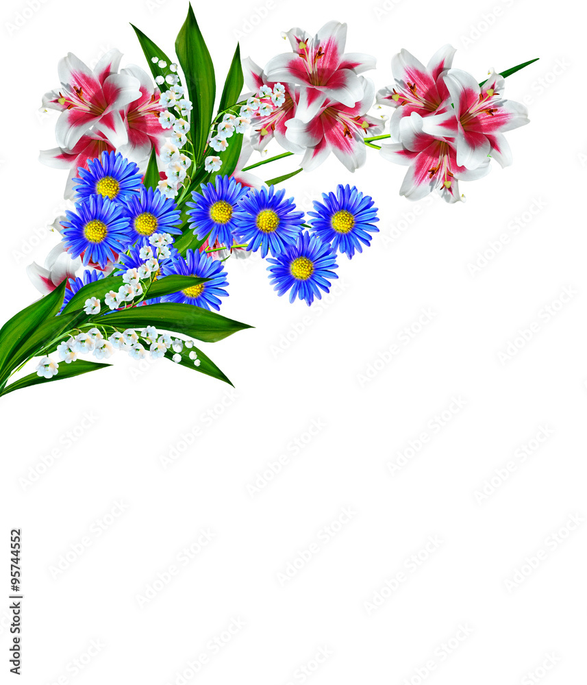 lily flowers isolated on white background lily flowers isolated on white background