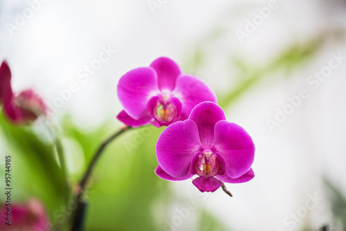 Fototapeta Naklejka Na Ścianę i Meble -  orchids at botanical garden