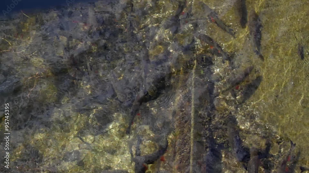 The mutated catfish-Chernobyl zone. Mutated Wells catfish that spend their lives in the cooling channels of the Chernobyl reactor