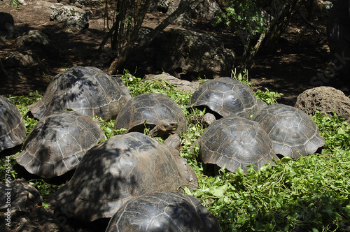 Giant Tortoises - Galapagos - Ecuador