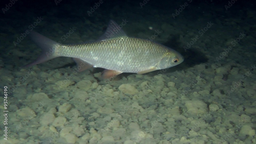 Rudd (Scardinius erythrophthalmus): close up.
Rudd (Scardinius erythrophthalmus): close up.