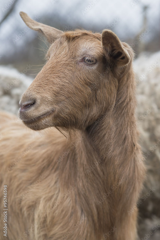 goat head shot portrait