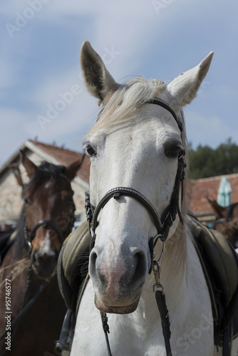  white horse with saddle © tbaeff
