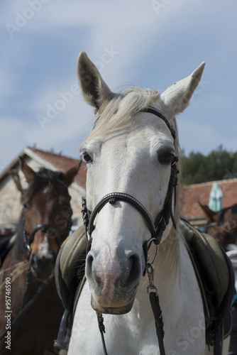 white horse with saddle in ranch © tbaeff
