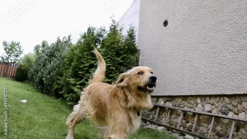 Happy golden retriever dog playing with toy, runnig, resting, lying in the garden