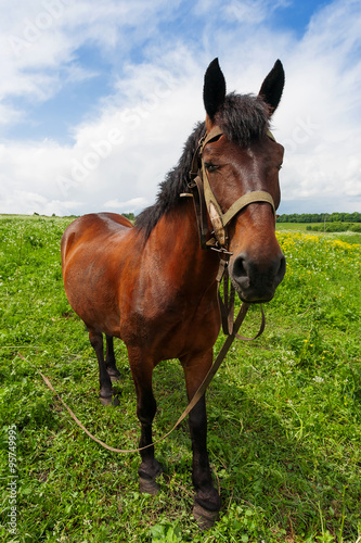 Natural rural background with farm animal - chestnut horse grazing on field.